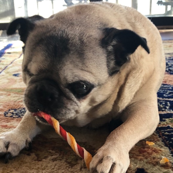 pugsod